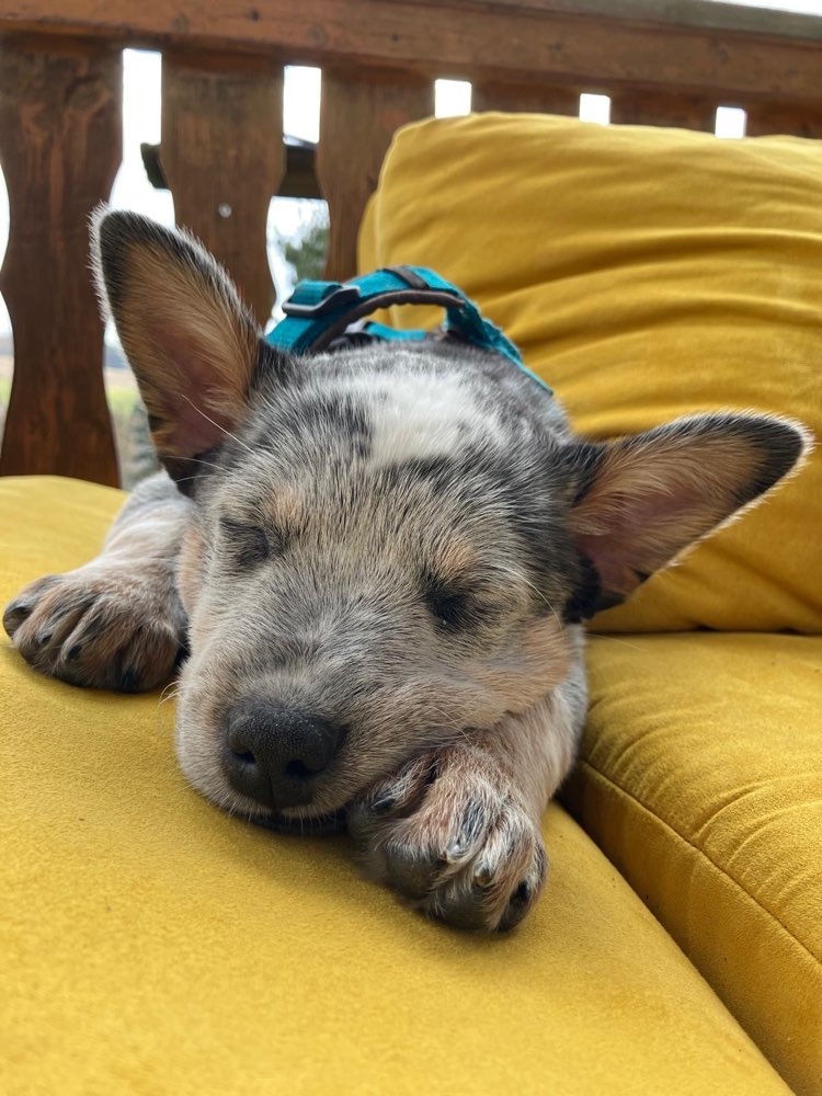 Hundetreffen-Welpentreff-Profilbild