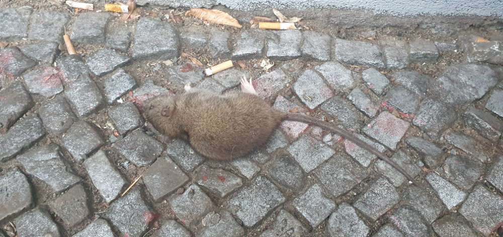 Giftköder-Tote Ratte (vermutlich vergiftet)-Profilbild