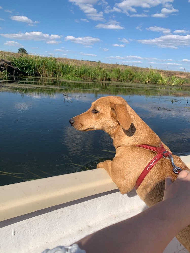 Hundetreffen-Spielfreunde-Profilbild