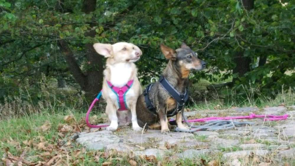 Hundetreffen-Spaziergang-Profilbild