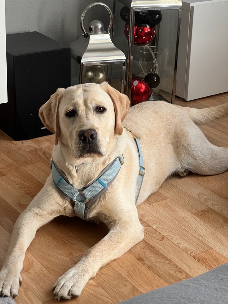 Hundetreffen-Spielkameraden und Trainingspartner gesucht!-Profilbild