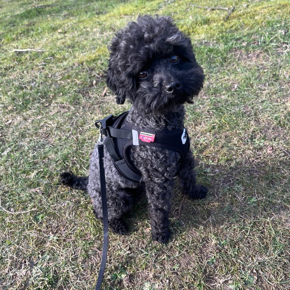 Hundetreffen-Pudel oder Kleinhunde Viersen-Profilbild