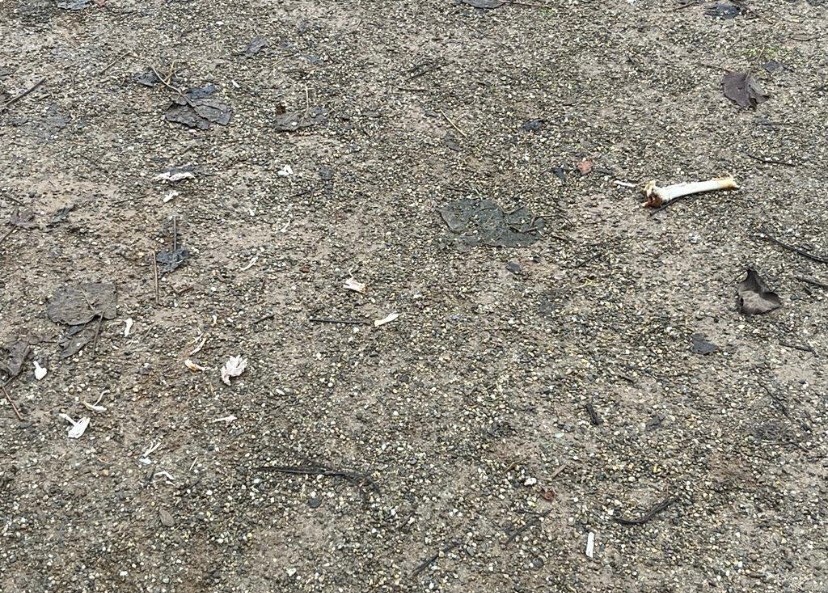 Giftköder-Fleischstücke Knochen-Profilbild