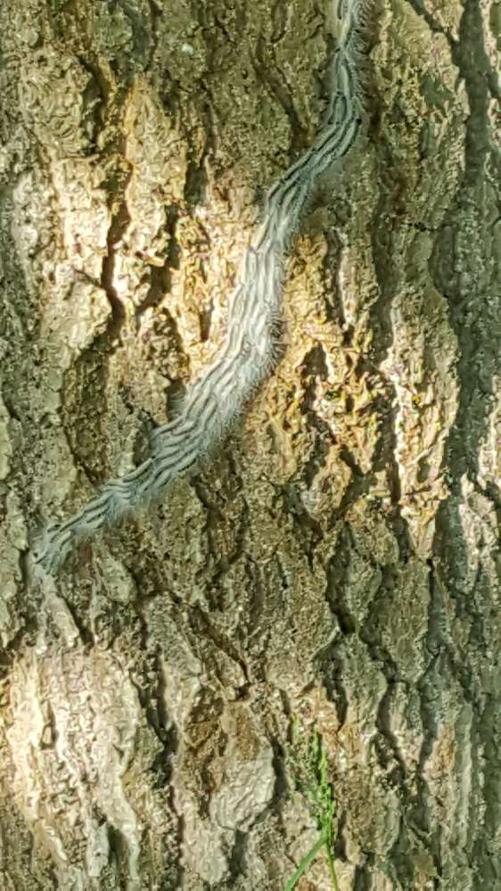 Giftköder-Eichenprozessionsspinner-Profilbild