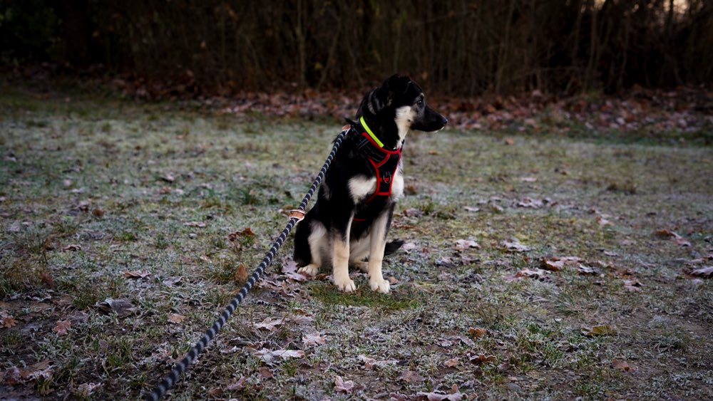 Hundetreffen-Treffen zum Spiele oder Gassi gehen-Profilbild