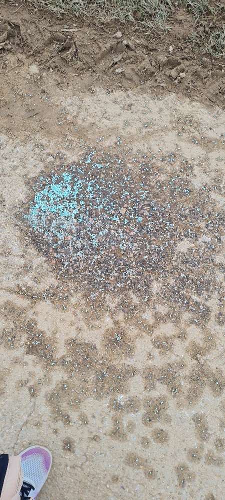 Giftköder-Blaukorn?-Profilbild