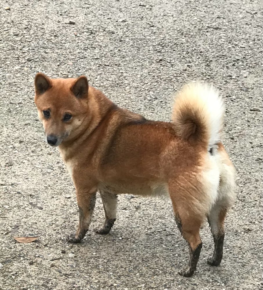 Hundetreffen-Gassitreff bei Uwe-Seeler-Halle bei TT-Platten-Profilbild