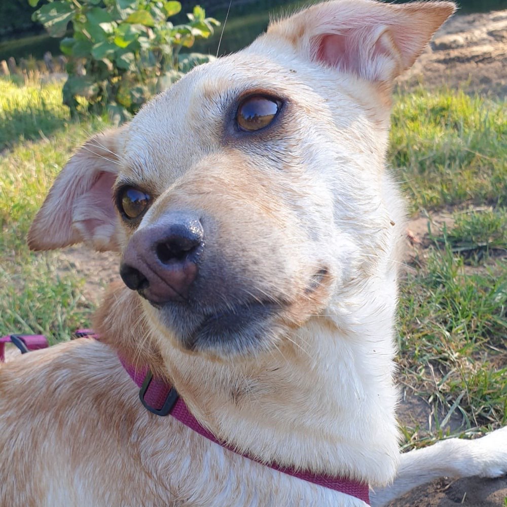 Hundetreffen-Gemeinsame Gassi/Spielrunden/Trainingsrunden-Profilbild