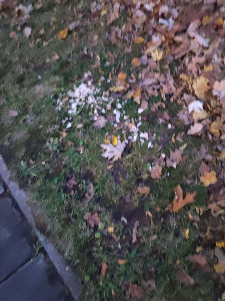 Giftköder-Wurst Stückchen, vermutlich Giftköder.-Profilbild