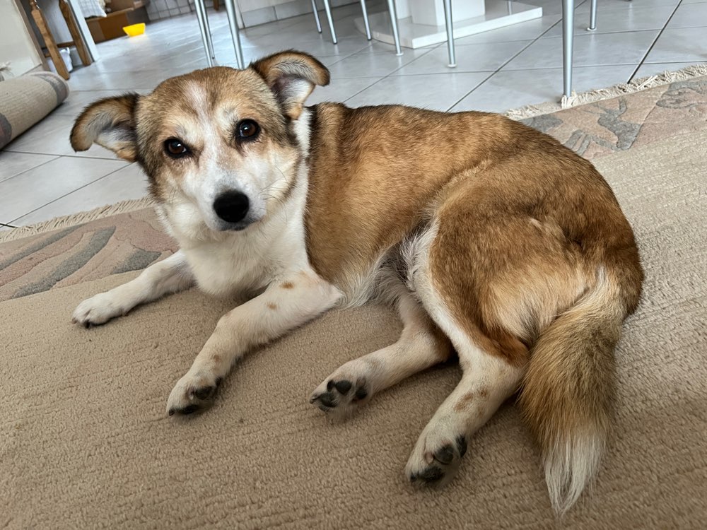 Hundetreffen-Spieltreffen-Profilbild