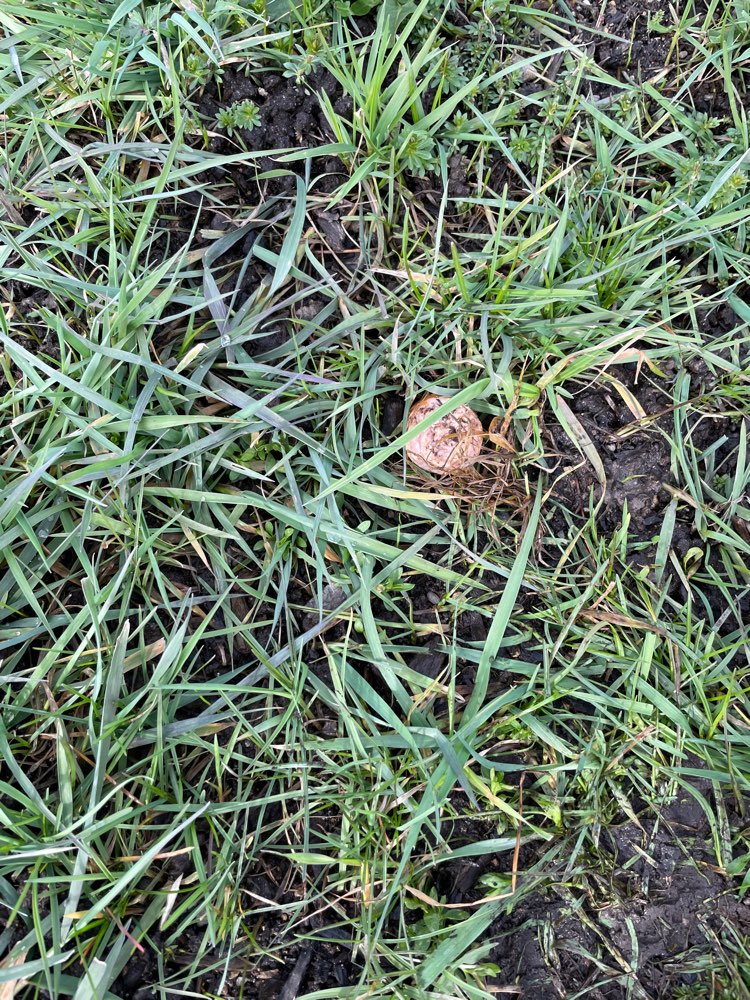 Giftköder-Wurststücke im Großen Garten-Profilbild