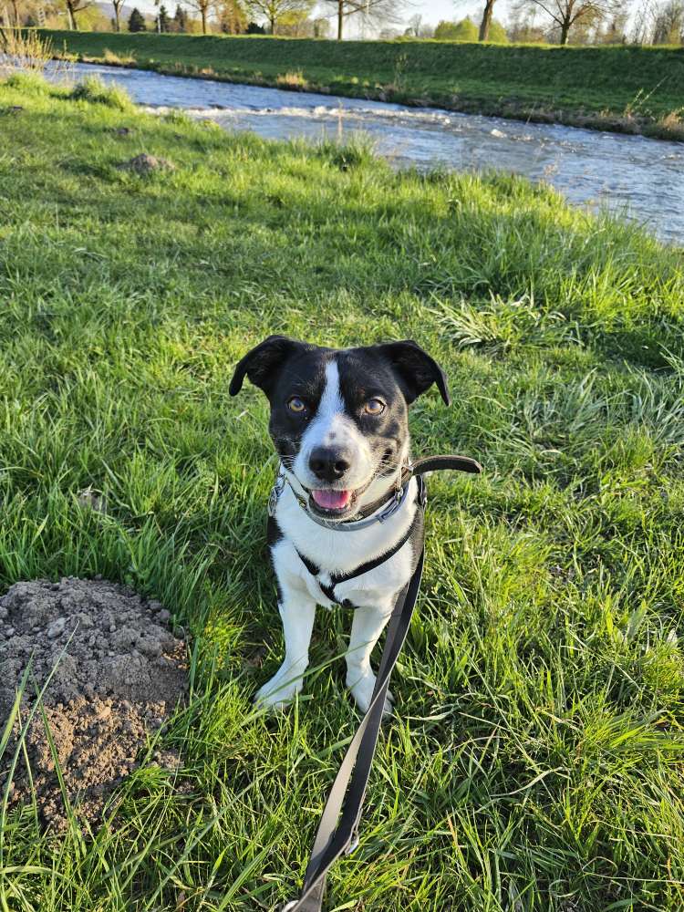 Hundetreffen-Playdate-Profilbild