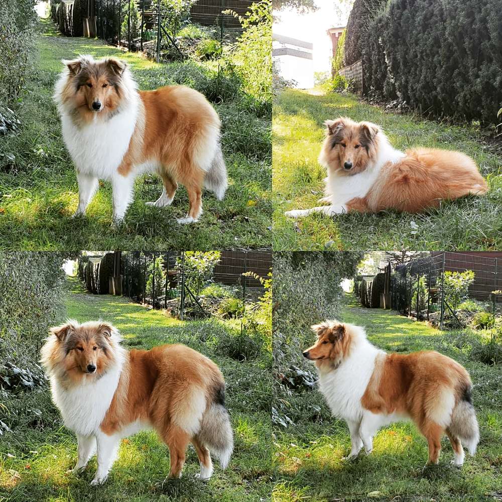 Hundetreffen-Liebe Colliehündin sucht Spielkameraden rund um Wissen-Profilbild