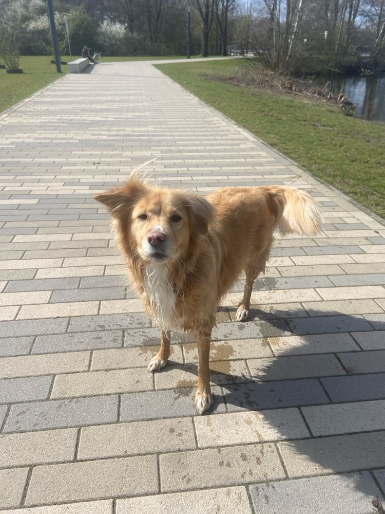 Hundetreffen-Ich suche Training für Haustür- und Auto-Situationen.-Profilbild