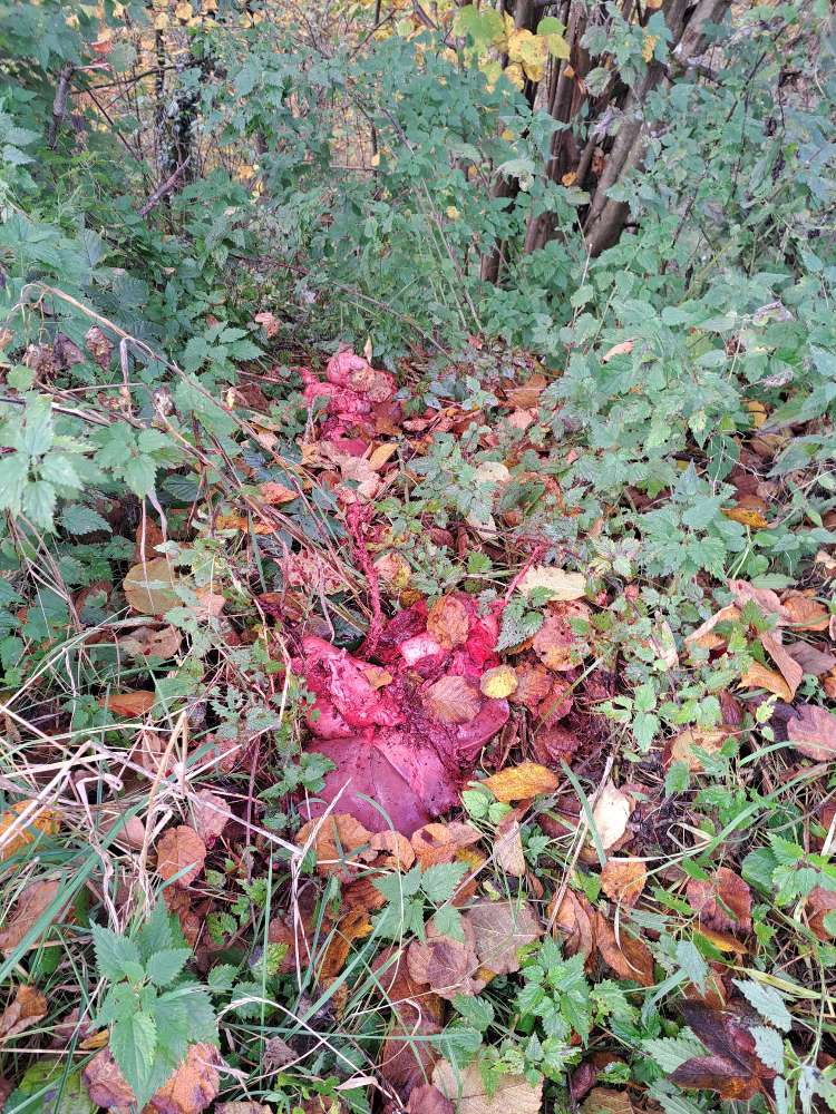 Giftköder-Innereien-Profilbild