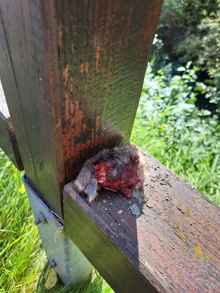 Giftköder-Totes etwas-Profilbild