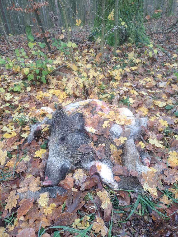 Giftköder-Wildschwein-Profilbild