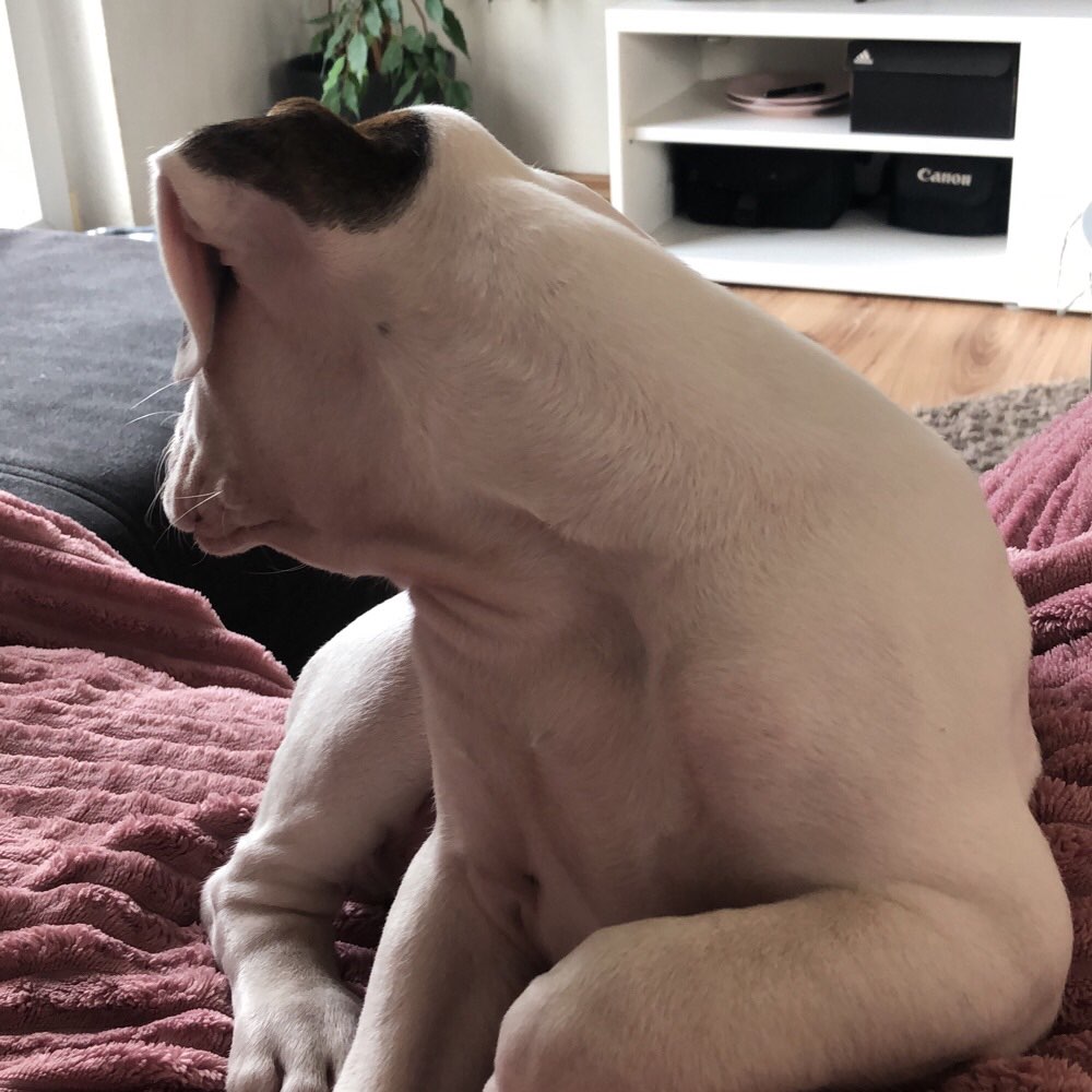 Hundetreffen-Welpentreffen-Profilbild