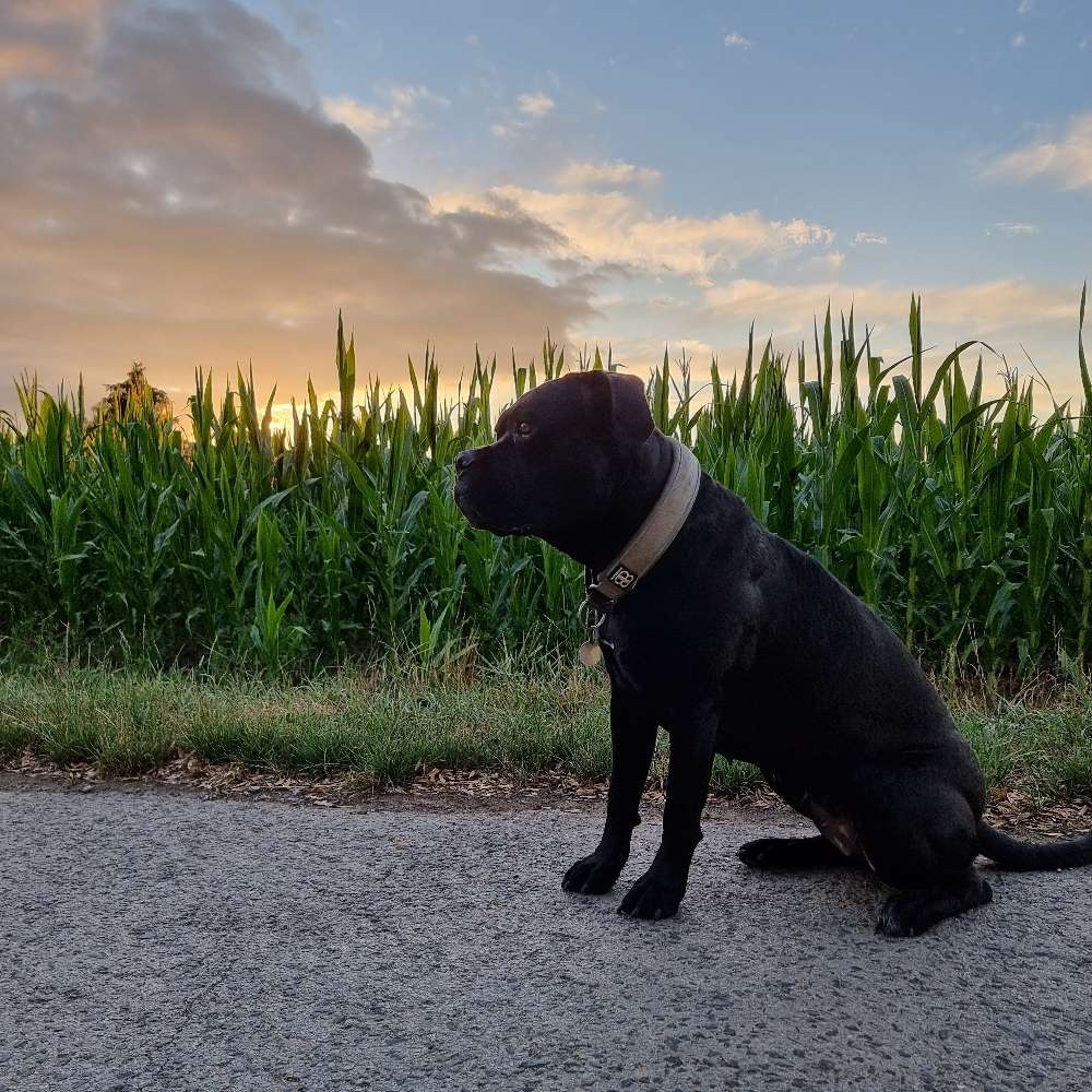 Hundetreffen-Gassi & Spielen-Profilbild