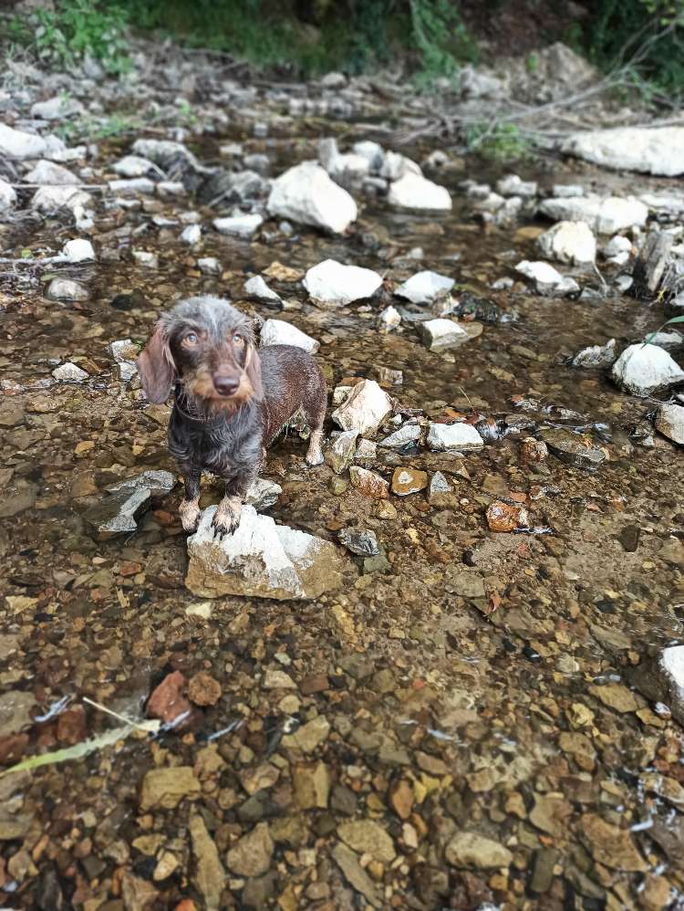 Hundetreffen-Suche nach neuen Spielkameraden-Profilbild