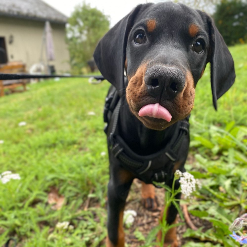 Hundetreffen-Welpentreffen in Oberrod-Profilbild