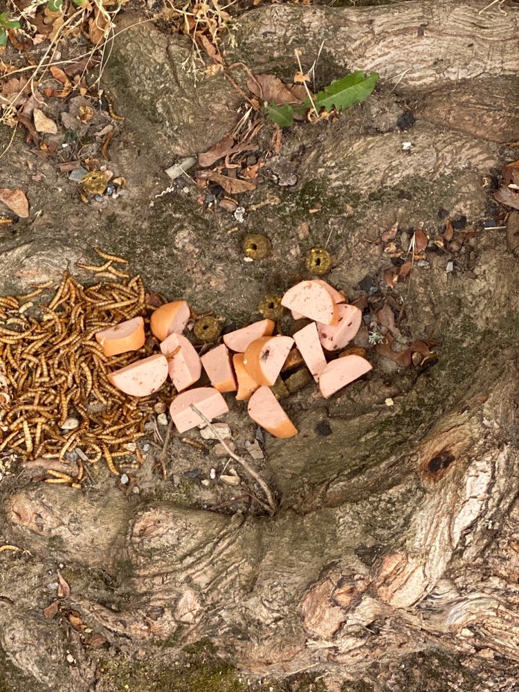 Giftköder-Wurststücke und Leckerlies-Profilbild