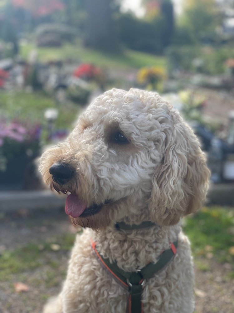 Hundetreffen-Goldendoodle Hündin sucht Social Walk Kumpel-Profilbild