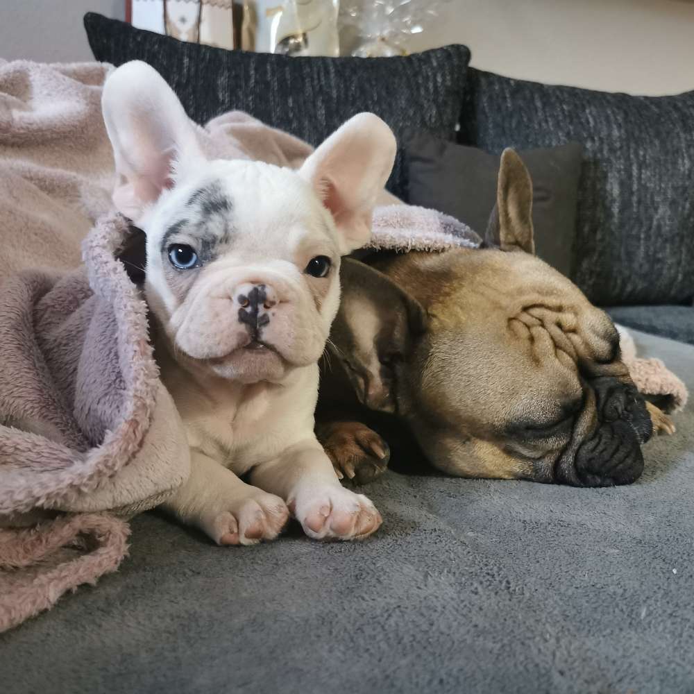 Hundetreffen-Treffen zum Gassi gehen und ausgiebig Spielen 🥰-Profilbild