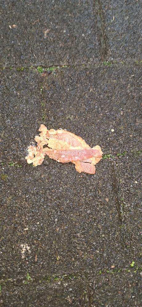 Giftköder-Köder gefunden-Profilbild