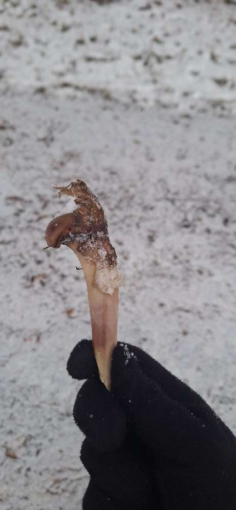 Giftköder-Knochen fund-Profilbild