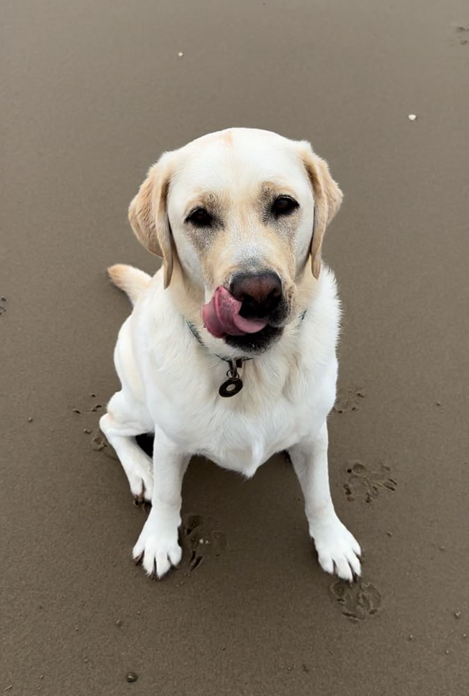 Hundetreffen-Hunde treffen in Regensburg-Profilbild