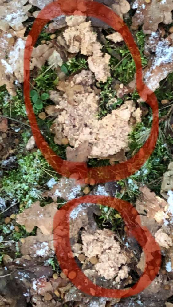 Giftköder-Hundefutter mit undefinierbarer Masse-Profilbild