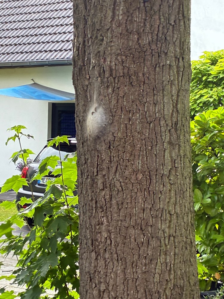 Giftköder-Eichenprozessionsspinner-Profilbild