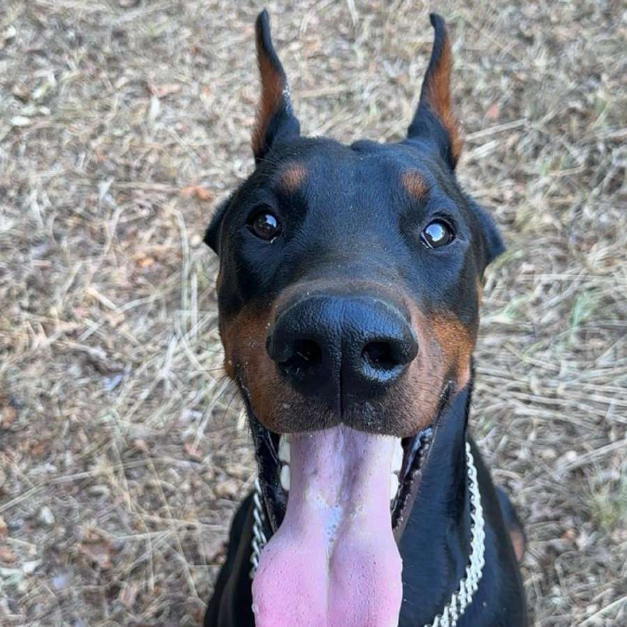 Hundetreffen-Verrückter liebenswerter unkastrierter Dobi Rüde sucht verrückte liebenswerte Hündin-Profilbild