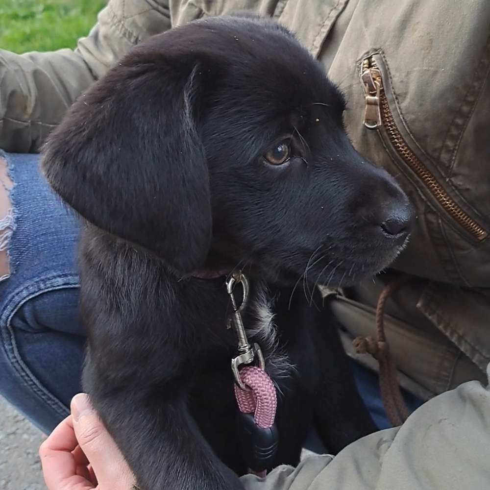 Hundetreffen-Spiel- und Gassirunden in/um Fulda-Profilbild