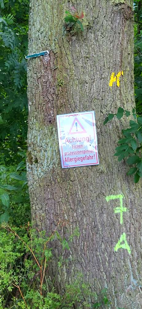 Giftköder-Eichenprozessionsspinner-Profilbild