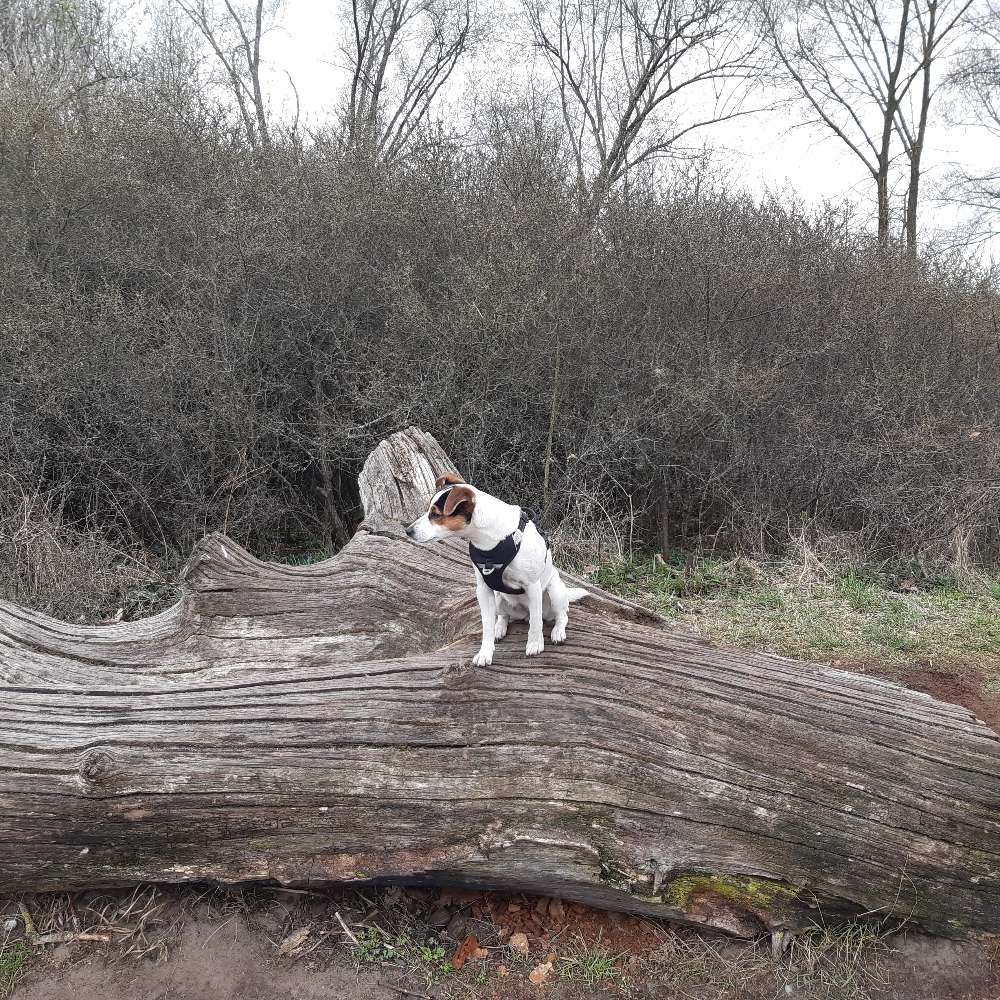 Hundetreffen-Gassirunde-Profilbild