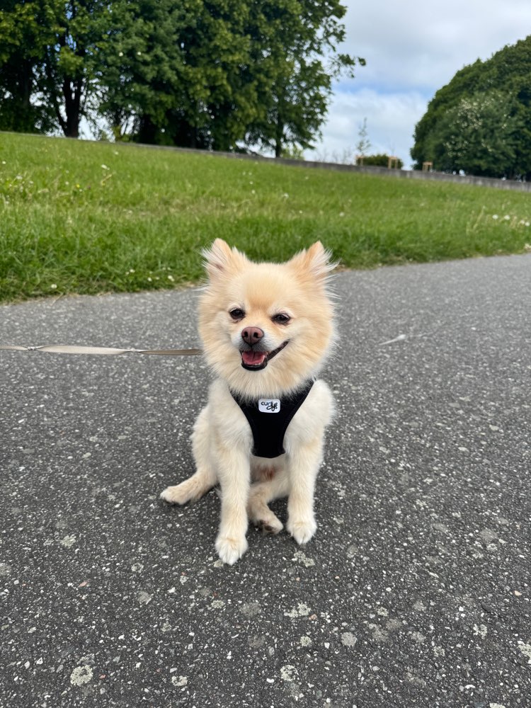 Hundetreffen-Toben nur mit kleinen Hunden-Profilbild