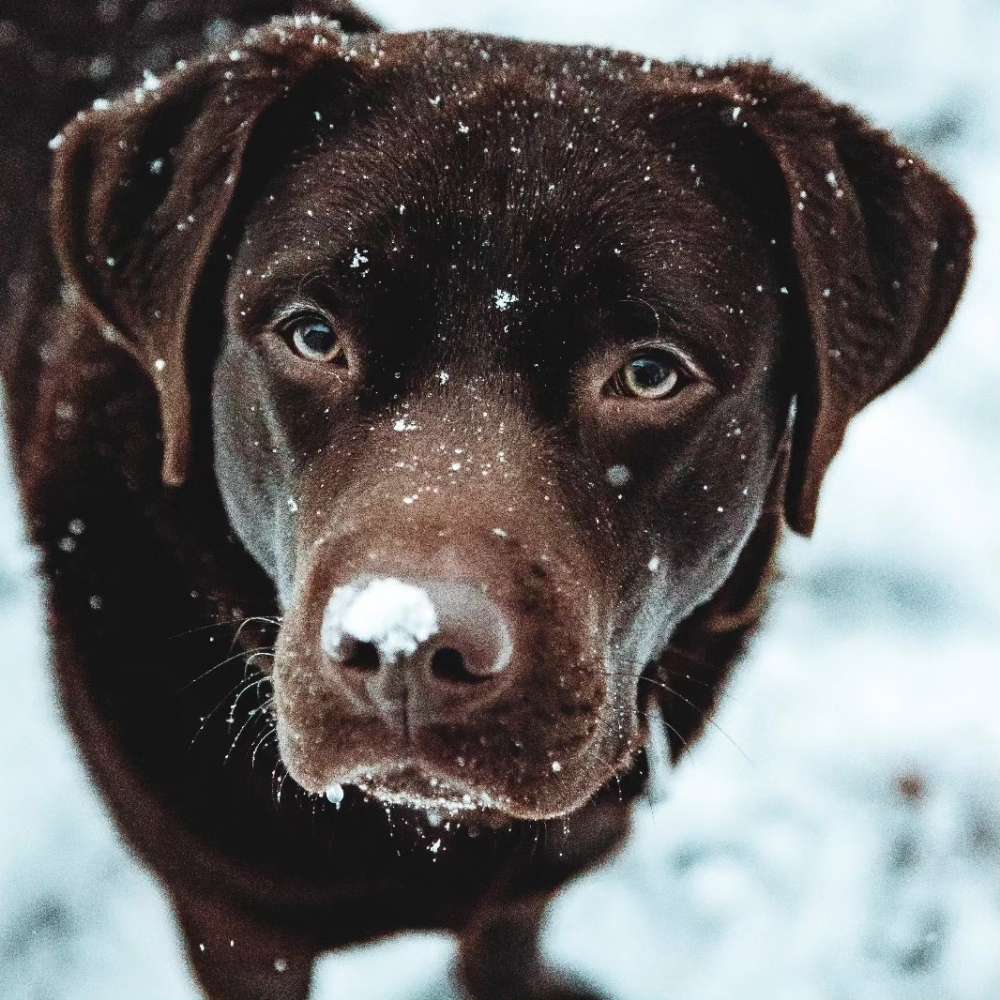 Hundetreffen-Mojo sucht Freunde-Profilbild