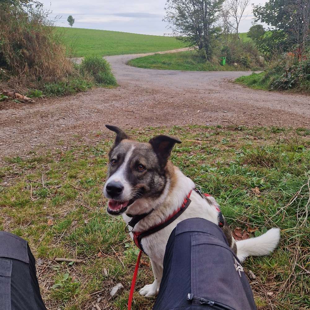 Hundetreffen-Social Walk in Herischried und Umgebung-Profilbild