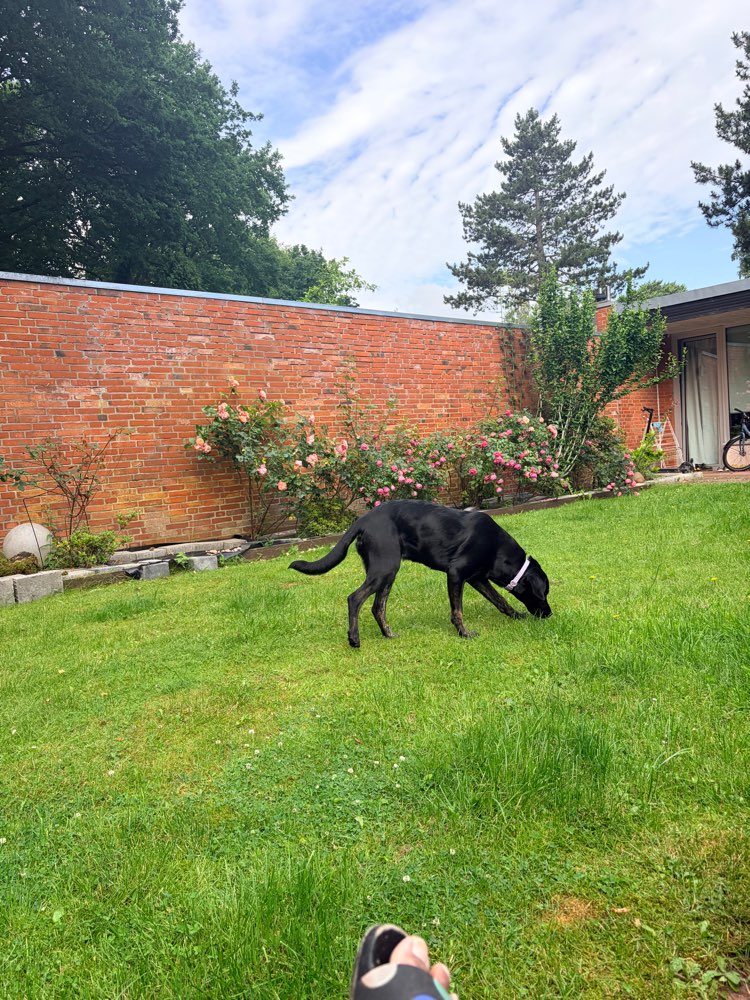 Hundetreffen-Sozialisierungstreffe-Profilbild