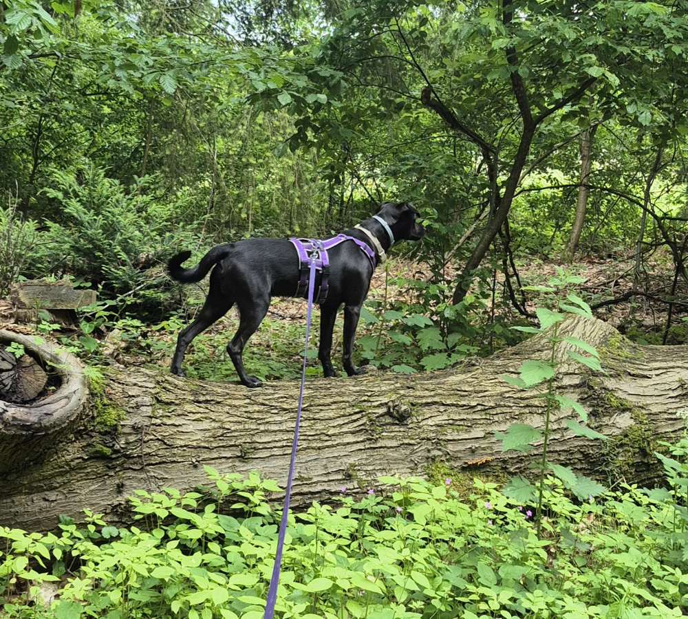 Hundetreffen-Treffen für gemeinsame Spaziergänge-Profilbild