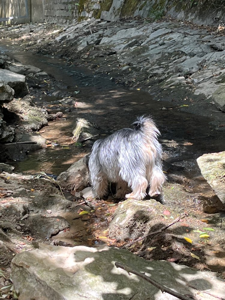 Hundetreffen-Gassi und Spieltreff-Profilbild