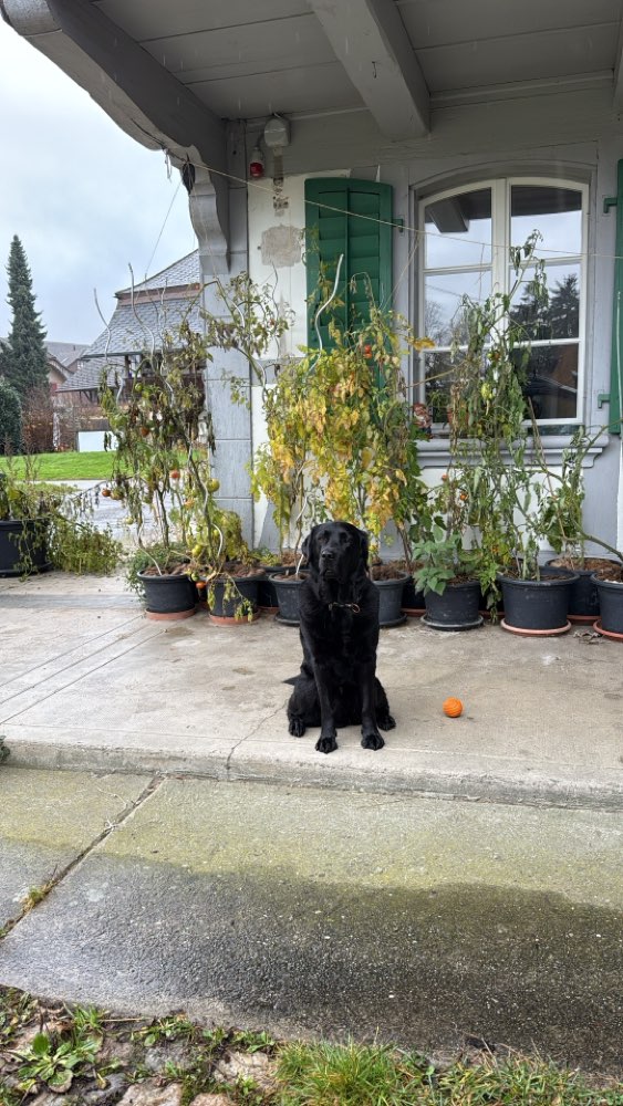 Hundetreffen-Suche Spielpartner für meinen Labi Blue-Profilbild