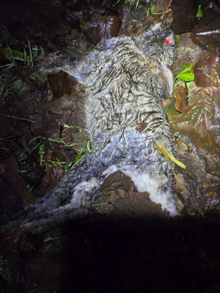 Giftköder-Tierkadaver (totes Kaninchen), Kanalweg-Profilbild