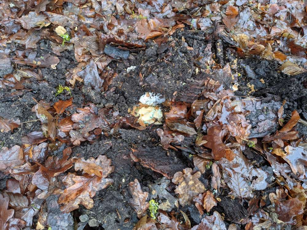 Giftköder-Evtl. Giftköder-Profilbild