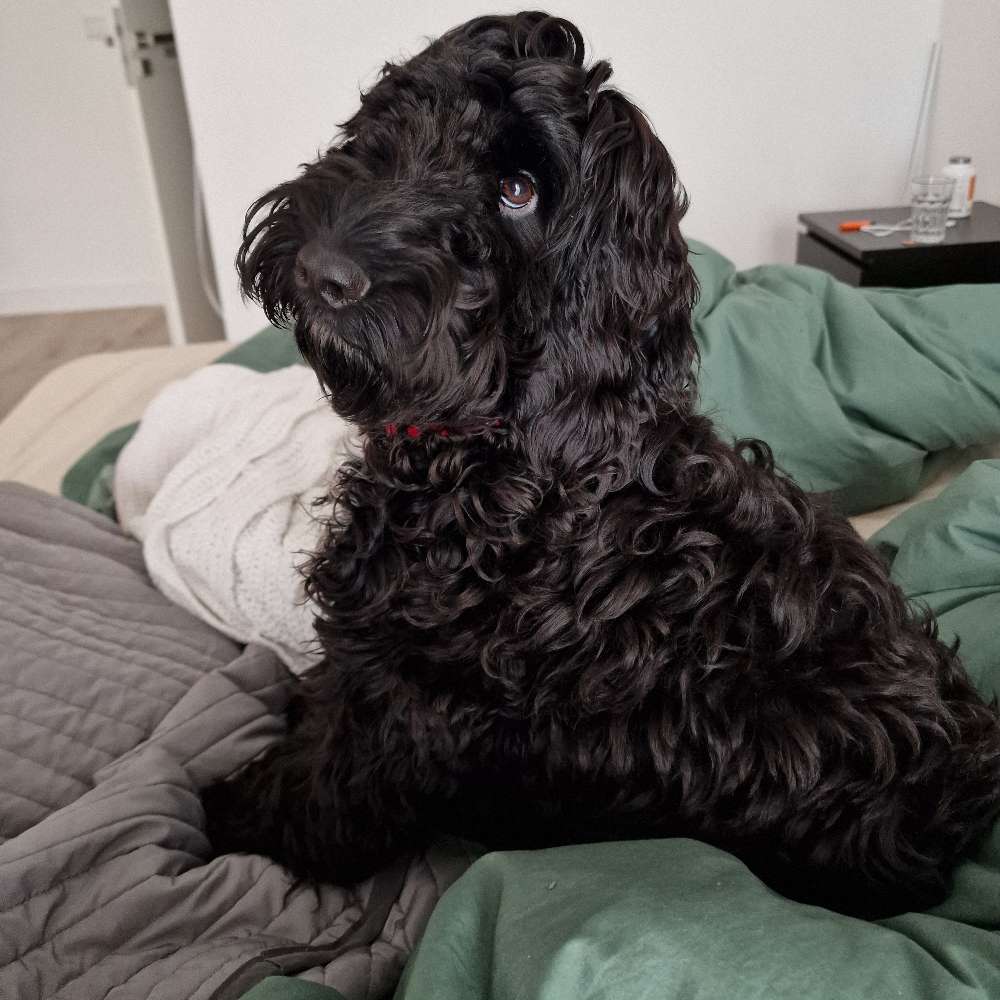 Hundetreffen-Gassi gehen und spielen-Profilbild