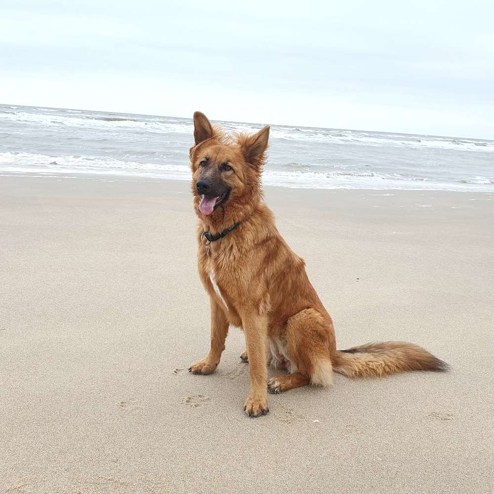 Hundetreffen-Suchen Spielfreund/ in-Profilbild