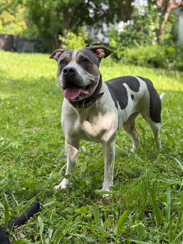 Hundetreffen-Gassi und Spielfreunde-Profilbild
