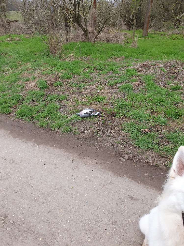 Giftköder-Totes Tier-Profilbild